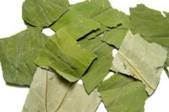 荷葉決明子降血壓?jiǎn)?？荷葉決明子泡水喝降血壓?jiǎn)?？[圖]
