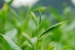 喝茶能美白嗎？綠茶有什么功效作用？[圖]