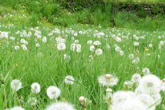 蒲公英能治痘痘嗎？蒲公英治痘痘效果怎么樣？[圖]