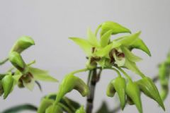 陰虛體質(zhì)怎么調(diào)理？陰虛體質(zhì)吃什么好？[圖]
