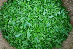 茶葉能促進新陳代謝嗎？哪些小方法能抗皺緊膚？[圖]