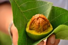 核桃青皮如何染發(fā)？怎么用青皮核桃染發(fā)？[圖]