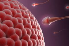 精子成活率與什么有關(guān)？精子成活率受什么影響？[圖]