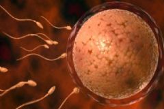 精子成活率影響懷孕嗎？精子成活率會(huì)不會(huì)影響受孕？[圖]
