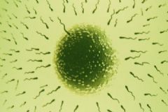 精子成活率和活動(dòng)率有什么區(qū)別？精子成活率和活動(dòng)率分別是什么？[圖]