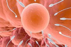 吃什么精子成活率高？怎么樣使精子成活率高？[圖]