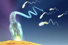 精子成活率怎么提高？精子成活率提高有哪些方法？[圖]