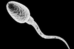 精子成活率40%能生育嗎？精子成活率多少能正常生育？[圖]