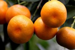 咳嗽有黃痰不能吃什么？咳嗽有黃痰哪些食物不能吃？[圖]