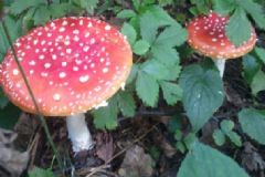 哪些食物容易導(dǎo)致食物中毒？食物中毒后怎么辦？[圖]