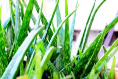 蘆薈能治蚊蟲叮咬嗎？蘆薈能治蚊子咬嗎？[多圖]