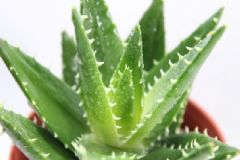 蘆薈能去斑嗎？蘆薈能去老年斑嗎？[多圖]