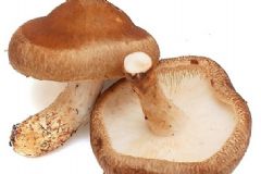 吃哪些食物能美白肌膚？哪些食物能豐胸和護眼？[圖]
