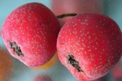 老年人吃什么保護心血管？對心血管有好處的食物有哪些？[圖]