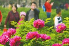 花粉過敏戴口罩有用嗎？防花粉過敏口罩有用嗎？[圖]