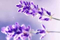 薰衣草有哪些功效？薰衣草香味可以安神嗎？[圖]