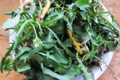 苦菜胃炎可以吃嗎？胃炎吃苦菜有什么好處？[圖]