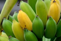 香蕉面膜去角質(zhì)嗎？香蕉面膜去角質(zhì)怎么做？[多圖]