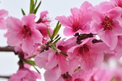 桃花茶可以長期喝嗎？桃花是什么時候開的？[圖]