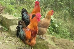 H7N9一月死亡79例，怎樣預防H7N9？[多圖]