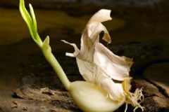 干眼癥不能吃什么食物？干眼癥不宜吃什么食物？[圖]