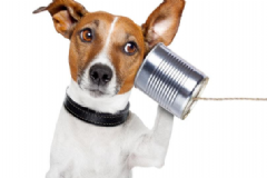 狂犬病一般多久發(fā)作？狂犬病發(fā)作了還有救嗎？[圖]