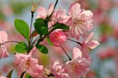 花粉過敏臉腫怎么消腫？花粉過敏臉腫了怎么緩解？[圖]