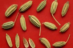 小茴香來月經(jīng)能吃嗎？經(jīng)期能吃小茴香嗎？[圖]