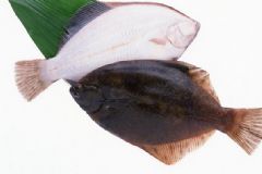 孕婦食用比目魚有什么好處？比目魚的營養(yǎng)價(jià)值有哪些？[圖]