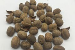 便秘能吃巴豆嗎？巴豆能不能治療便秘？[圖]