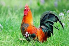 h7n9疫情進(jìn)入高發(fā)期，得了h7n9怎么辦？[多圖]