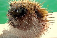孕婦能不能吃河豚魚呢？河孕婦吃河豚魚有什么危害嗎？[圖]