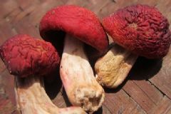 孕婦能不能食用紅菇呢？孕婦如何食用紅菇好呢？[圖]