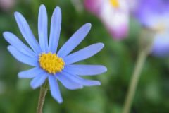 紫菀花可以治療哪些疾??？吃紫菀花有什么功效？[圖]