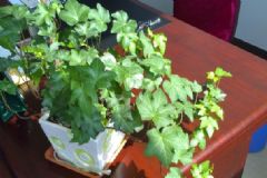 新房子放什么植物好？新房子裝修后放什么植物？[圖]