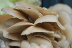 冬季防感冒吃什么？冬季預防流感的飲食[圖]