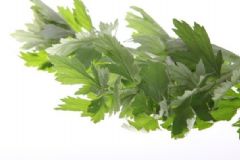 用艾葉生姜水泡腳能緩解痛經(jīng)嗎？艾葉生姜水泡腳有什么作用？[圖]