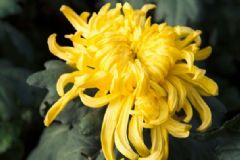 白菊花有什么作用？黃菊花有什么功效？[圖]