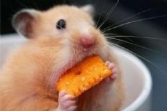 怎么樣保護食管預防食道癌？食道癌患者的早期癥狀是什么？[圖]