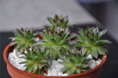 蘆薈抹在患處可治蕁麻疹嗎？治療蕁麻疹哪些偏方比較有效？[圖]