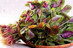 春天吃野菜好嗎？營養(yǎng)師教你怎么吃野菜！[圖]