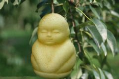 孕婦能吃人參果嗎？孕婦可以吃人參果嗎？[圖]