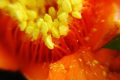 花粉過敏不能吃什么？花粉過敏什么食物不能吃？[圖]