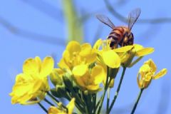 花粉過敏是怎么回事？花粉過敏是什么原因？[圖]