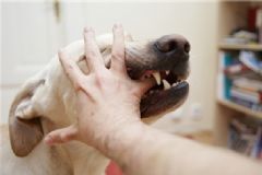 有狂犬病的狗有什么癥狀？得了狂犬病的狗有什么癥狀？[圖]