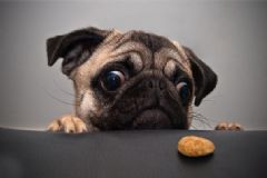 狂犬病的傳播途徑有哪些？狂犬病的傳染方式[圖]