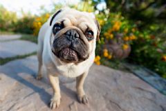 狂犬病潛伏期最長(zhǎng)多久？狂犬病的潛伏期是多長(zhǎng)時(shí)間？[圖]