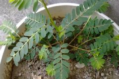 雞骨草有什么功效？雞骨草的功效與作用[圖]