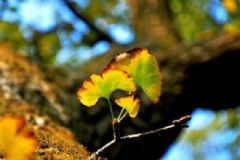 如何應(yīng)對(duì)秋老虎？秋老虎要注意什么？[圖]