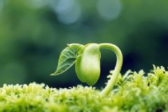 立春節(jié)氣怎么養(yǎng)生？立春調(diào)神養(yǎng)生的方法有哪些？[圖]